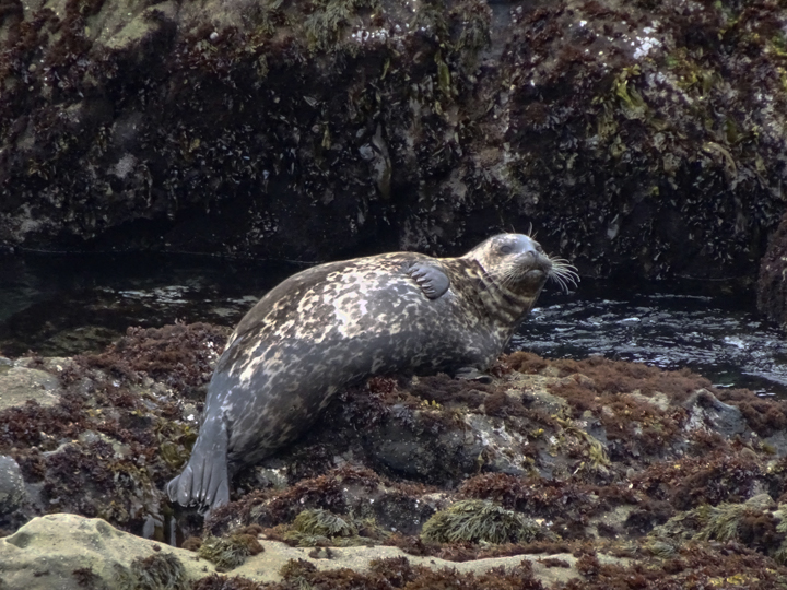 spotted seal on rocks